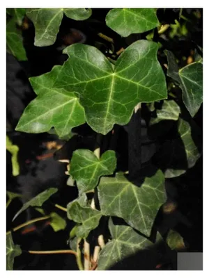 Produktbild von Hedera helix Hibernica - Großblättriger Irischer Efeu 60-100