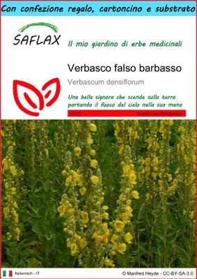 Immagine prodotto di SAFLAX Set regalo - Verbasco falso barbasso - 500 semi - Verbascum