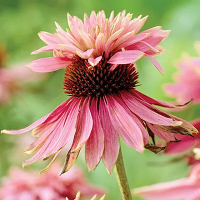 Immagine prodotto di 6 x Echinacea purpurea 'Doubledecker'  | Vaso 9 cm x 9 cm