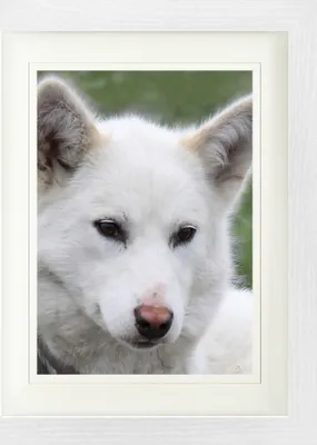 Produktbild von Hunde Gerahmtes Bild Mit Edlem Passepartout | Wand-Bilder | Im Bilderrahmen - Grönlandhund, Portrait (40 x 30 cm)