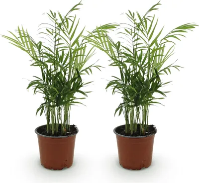 Immagine prodotto di Set di 2 piante di Chamaedorea elegans, Ø12cm, altezza 35-40cm. Palma dorata