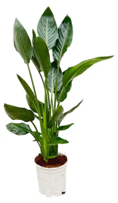 Produktbild von Zimmerpflanze - Strelitzia Reginae - Paradiesvogelblume - Für Terrasse und Balkon - Für helle Standorte ohne direkte Sonne - Topf Ø21cm - Höhe 100cm