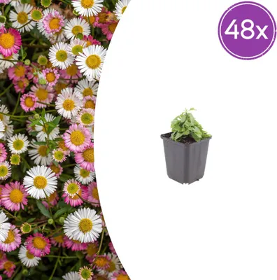 Produktbild von Erigeron karvinskianus | 48 Stück - 10-25cm - Ø9cm - Gartenpflanze
