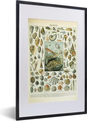 Produktbild von MuchoWow® Gerahmtes Poster Meerestiere - Muschel - Vintage - Meer - Adolphe Millot 40x60 cm - Poster mit Schwarzem Bilderrahmen Wandposter Rahmen Foto Bilder - Poster in Rahmen