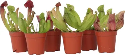 Produktbild von Schlauchpflanze - 6 Stk - Sarracenia purpurea - Höhe 10cm - ⌀6cm