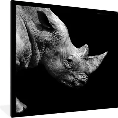Produktbild von MuchoWow® Gerahmtes Poster Portrait Nashorn auf schwarzem Hintergrund 40x40 cm - Poster mit Schwarzem Bilderrahmen Wandposter Rahmen Foto Bilder - Mit Rahmen - Wanddekoration Schlafzimmer