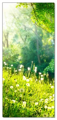 Produktbild von Wallario selbstklebende Türtapete 100 x 220 cm - Pusteblumen im Wald mit einfallenden Sonnenstrahlen - Abwischbar, rückstandsfrei zu entfernen