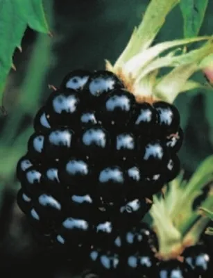 Produktbild von Rubus fruticosus Thornless Evergreen  - Brombeere Thornless Evergreen