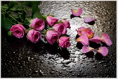 Produktbild von Wallario Wandbild Pinke Rosen mit Wassertropfen, Größe: 61 x 91,50 cm, Poster mit weißem Aluminiumrahmen