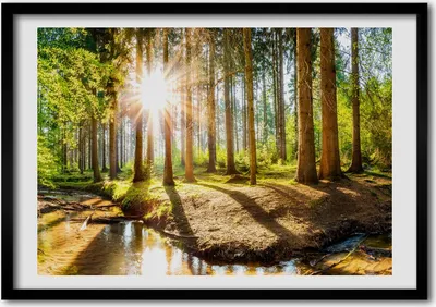 Produktbild von Bild - Bilder - Bilderrahmen - 70 cm x 50 cm - MDF-Rahmen, Wandkunst Panorama Wald