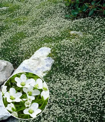 Produktbild von BALDUR Garten 9x Winterhartes Sternmoos, Pflanzen im 9x9 cm-Topf, immergrüner Bodendecker mit Sternblüten, bildet dichte Teppiche im Garten, pflegeleicht & anspruchslos, winterhart, mehrjährig