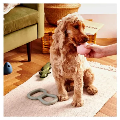Produktbild von Hundespielzeug - Wackelball, Apportierball, Hüpfball, Leckerliball, Anreicherungsspielzeug, Naturkautschuk - Blau
