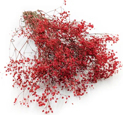 Produktbild von Gipsophila stabilisiert - (Gypsophila) - Pastellrot