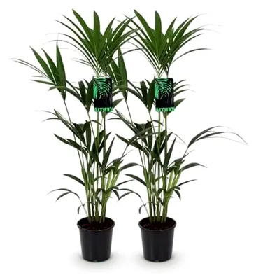 Produktbild von Zimmerpflanze - Howea Forsteriana - Kentia-Palme - Pflegeleicht - Grün - 1 Pflanze - Topf 21cm - Höhe 120-130cm