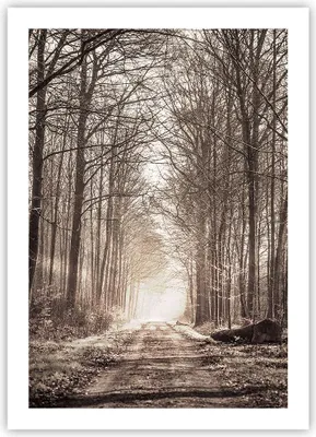 Produktbild von Poster - Poster ohne Rahmen - Wald Straße Baum - 50x70 cm - Wand Bild - Wanddeko - Wandbilder - Kunstposter - Wandposter - Bilder - Kunstdruck - Wanddekoration - Wandbild - P2XPA50x70-3620