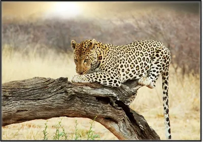 Produktbild von Wallario Wandbild Leopard auf Baumstamm in Afrika, Größe: 70,30 x 100,30 cm, Poster mit schwarzem Aluminiumrahmen