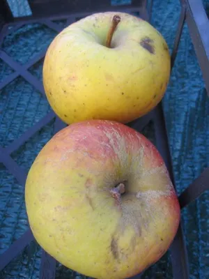 Produktbild von Winterapfel Auralia - Synonym Tumanga - Malus domestica - 140-150cm