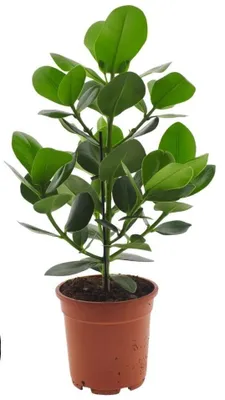 Produktbild von Balsamapfel Clusio Princess 55cm XXL