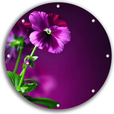 Produktbild von Wallario rundes Outdoor-Poster für Garten oder Balkon, Motiv Lila Stiefmütterchen, 30 cm Durchmesser