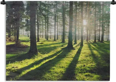 Produktbild von MuchoWow® Wandteppich Wandbehang Bäume - Natur - Wald 90x67.5 cm Tapisserie Dekoration Wandtuch - Fototeppich - Wand-Skulpturen