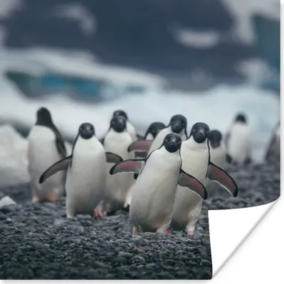 Produktbild von MuchoWow® Poster Adeliepinguine am Strand 100x100 cm - Babyzimmer