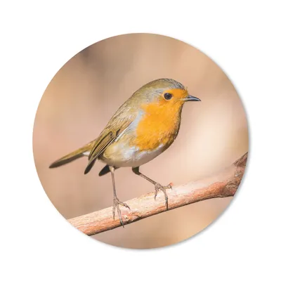 Produktbild von MuchoWow® Mauspad Mousepad Vogel - Zweig - Rotkehlchen 20x20 cm - Mousepads - Maus Mat - Pad - Mausunterlage - Schreibtischmatte