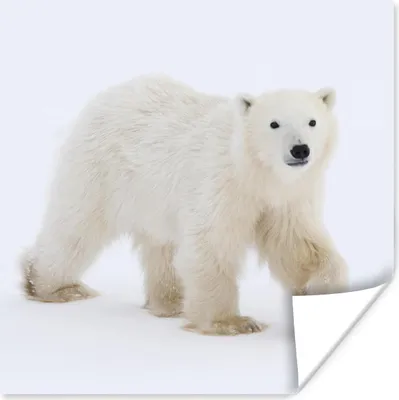 Produktbild von MuchoWow® Poster Eisbär - Schnee - Weiß 50x50 cm - Wohnzimmerdekoration