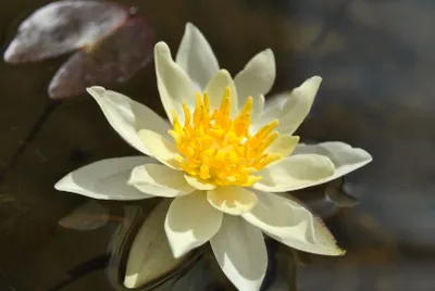 Produktbild von Nymphaea x cult. 'Marliacea Chromatella', Seerose, gelb, ca. 11x11 cm Topf