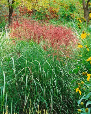 Produktbild von Miscanthus sinensis 'Red Chief', Chinaschilf, rot, 3-5 Liter Container