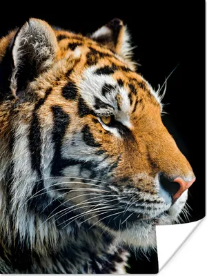 Produktbild von MuchoWow® Poster Tiger - Kopf - Schwarz 120x160 cm - Wandbilder