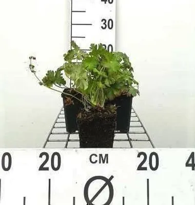 Zdjęcie produktu dla 6 x Geranium cant. 'Biokovo' - Cranesbill - doniczka 9 x 9 cm