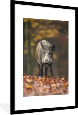 Produktbild von MuchoWow® MuchoWow® Gerahmtes Poster Wildtier - Wald - Herbst 60x90 cm - Poster mit zchwarzem Bilderrahmen - Dekoration - Wandposter Wohnzimmer - Hochwertig