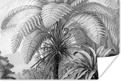 Produktbild von MuchoWow® Poster Pflanzen - Schwarz und weiß - Design - Illustration - Botanisch 60x40 cm - Schlafzimmerdekoration
