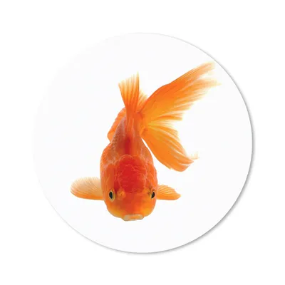 Produktbild von MuchoWow® Mauspad Mousepad Goldfisch - Meerestiere - Orange 30x30 cm - Mousepads - Maus Mat - Pad - Mausunterlage - Tischunterlage - Schreibtischmatten