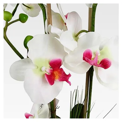 Produktbild von Künstliche Orchidee mit 2 Rispen in Weiß