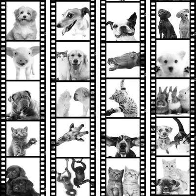 Produktbild von PURO TAPETE - Realistische Tapete ohne Rapport und Versatz 10m Vlies Tapetenrolle Wandtapete modern design Fototapete - Tiere Katze Hund Pferde Schwein Kaninchen g-C-0026-j-d