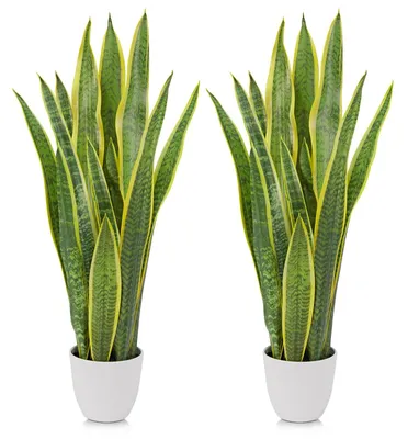 Produktbild von Set von 2 Kunstpflanzen, Schlangenpflanze 73 cm