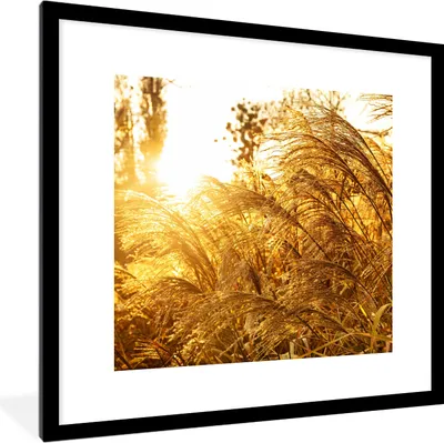 Produktbild von MuchoWow® Gerahmtes Poster Pampasgras - Sonne - Gras 40x40 cm - Poster mit Schwarzem Bilderrahmen Wandposter Rahmen Foto Bilder - Poster - Plakat im Rahmen