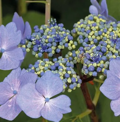 Produktbild von Hydrangea macrophylla Nizza 20-30 cm / Topf 10,5  - Hortensien mit prächtigen Blüten - Tellerhortensie