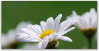 Produktbild von Tulup Leinwand-Bilder 140x70 Wandbild Canvas Kunstdruck Gänseblümchen Pflanzen
