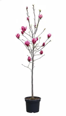 Produktbild von Magnolia soulangiana Genie – Rote Tulpen-Magnolie, Hochstamm, Gesamthöhe: 170–180 cm | 125 cm Stammhöhe