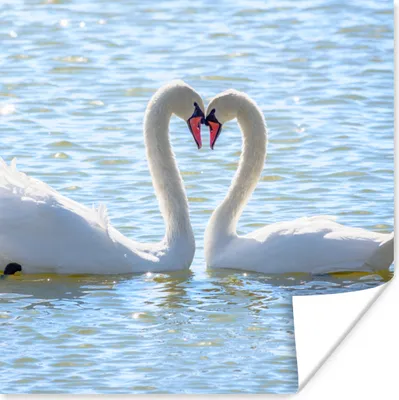 Produktbild von MuchoWow® Poster Vögel - Schwan - Wasser - Liebe - Sonne 50x50 cm - Wohnzimmerdekoration