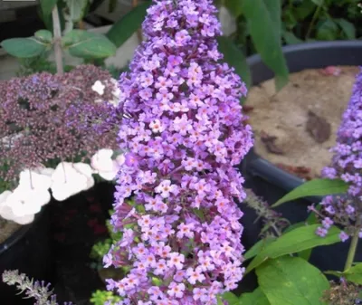 Produktbild von Schmetterlingsstrauch Peakeep - Buddleja davidii Peakeap - Sommerflieder (60-80)