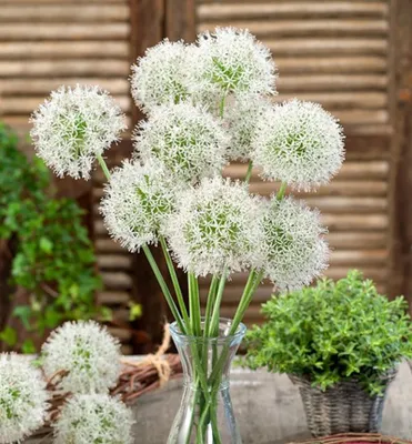Produktbild von Allium ´MOUNT EVEREST´ Packungsinhalt 1 St., KI-generiertes Bild