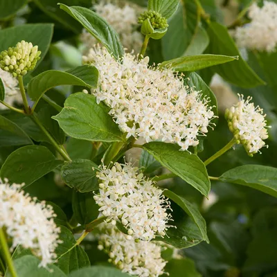 Immagine prodotto di 2 x  Corniolo  - Cornus sericea 'Flaviramea'  | 60-80 cm in contenitore
