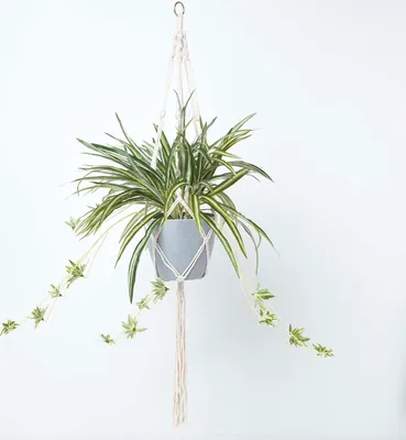 Produktbild von HOMESCAPES Künstliche Grünlilie mit Makramee-Hängeampel, 95 cm hoch