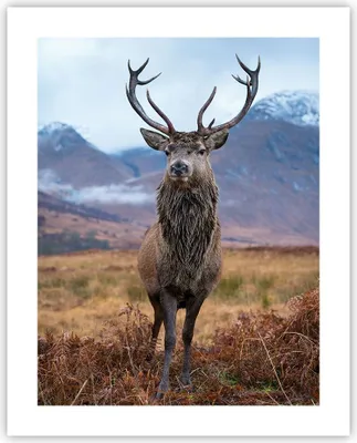 Produktbild von Poster - Poster ohne Rahmen - Hirsch Hirsch Schottland - 40x50 cm - Wand Bild - Wanddeko - Wandbilder - Kunstposter - Wandposter - Bilder - Kunstdruck - Wanddekoration - Wandbild - P2XPA40x50-5185