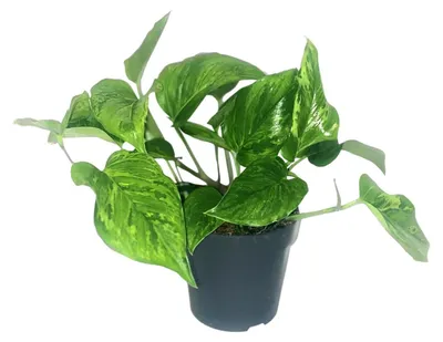 Zdjęcie produktu dla Scindapsus Pictus Trebie - 20cm - Ø12cm - Roślina doniczkowa - Zimozielony