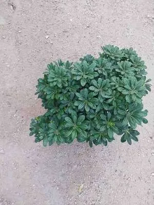 Image de Pittosporum tob. 'Nanum' - Australischer Lorbeer 40-50 cm - Conteneur