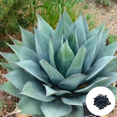 Zdjęcie produktu dla Nasiona roślin egzotycznych - zestaw 10 sztuk - Mrozoodporna - Agave Havardiana - Agawa Havarda
